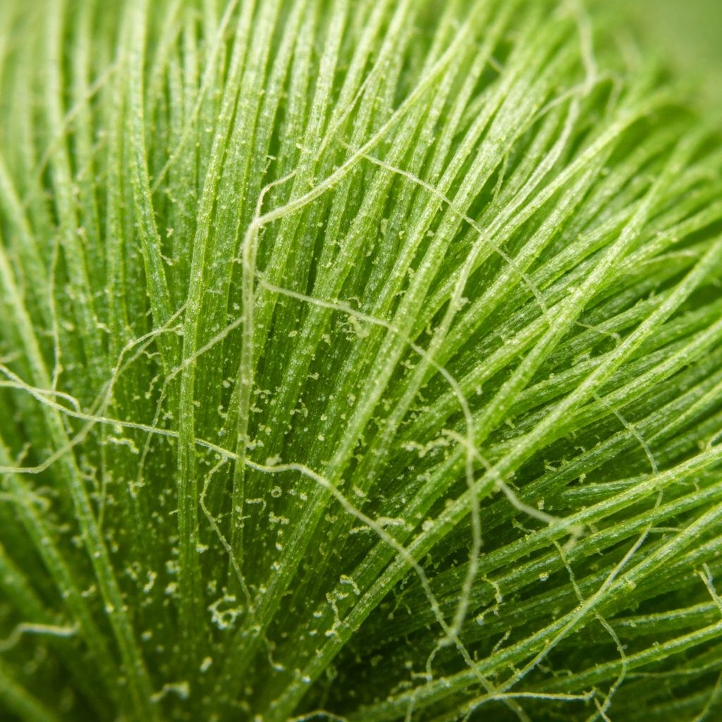 Natürlich vs. künstlich